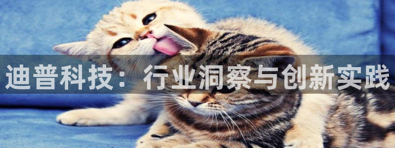 迪普科技：行业洞察与创新实践